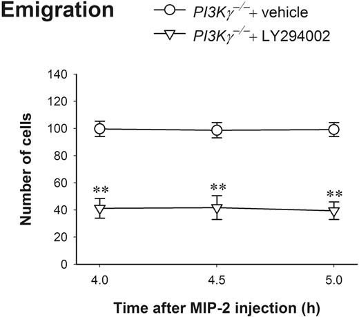 Figure 4. The effect of LY294002 on leukocyte emigration induced by 4- to 5-hour MIP-2 treatment in PI3Kγ-/- mice. The number of emigrated neutrophils in cremasteric postcapillary venules after intrascrotal injection of MIP-2 (1 μg in 200 μL saline) in PI3Kγ-/- mice with or without LY294002 was determined (n = 4 in each group). The mice were pretreated with intraperitoneal injection of either LY294002 (10 mg/kg body weight in 0.5 mL saline) or vehicle DMSO 20 minutes before MIP-2 intrascrotal injection. Leukocyte emigration was determined by intravital microscopy at 4 hours, 4.5 hours, and 5 hours after MIP-2 treatment. **P < .01 as compared with PI3Kγ-/- mice treated with only vehicle. Error bars represent means plus or minus SEM.