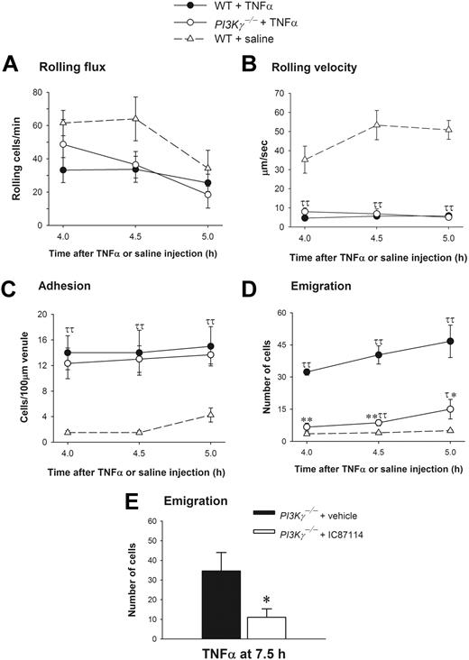 Figure 6. Leukocyte recruitment in cremasteric postcapillary venules of saline-treated WT and TNFα-treated WT and PI3Kγ-/- mice. (A) The leukocyte rolling flux, (B) rolling velocity, (C) adhesion, and (D,E) emigration are shown. Leukocyte recruitment was induced by intrascrotal injection of TNFα (0.5 μg in 200 μL saline) and the recruitment parameters determined in cremasteric venules from WT (n = 3) and PI3Kγ-/- mice (n = 3) at 4 hours, 4.5 hours, 5 hours, and 7.5 hours. In panel E, PI3Kγ-/- mice were pretreated with either vehicle PEG-400 or IC87114 at 1 hour prior to TNFα injection. The WT control mice (n = 4) were injected only with saline. τ, P < .05 and ττ, P < .01 as compared with saline-injected WT control group. *P < .05 and **P < .01 as compared with TNFα-treated WT mice (D) or TNFα-treated PI3Kγ-/- mice with PEG-400 (E). Error bars represent means plus or minus SEM.