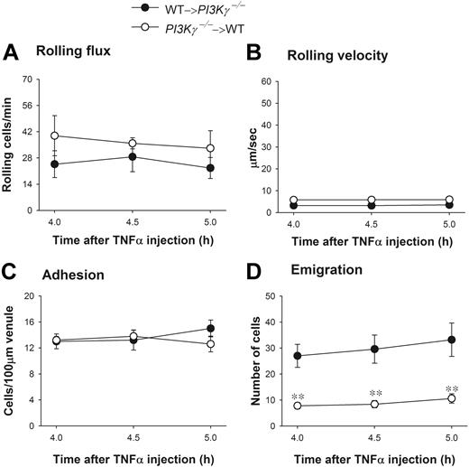Figure 7. Leukocyte recruitment in cremasteric postcapillary venules of TNFα-treated chimeric mice. (A) The leukocyte rolling flux, (B) rolling velocity, (C) adhesion, and (D) emigration are shown. WT and PI3Kγ-/- mice were reconstituted with PI3Kγ-/- and WT bone marrow, indicated as PI3Kγ-/-→WT and WT→ PI3Kγ-/-, respectively. Leukocyte recruitment was induced by intrascrotal injection of TNFα (0.5 μg in 200 μL saline) and the recruitment parameters determined in cremasteric venules from these chimeric mice (n = 5 in each group) at 4 hours, 4.5 hours, and 5 hours. **P < .01 as compared with groups of opposite chimeric mice. Error bars represent means plus or minus SEM.