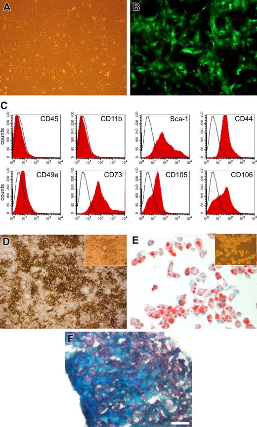 Figure 1. Characterization of MSCs. (A) MSCs (passage 4) displayed a fibroblast-like morphology in culture and were (B) EGFP+ as shown by fluorescence microscopy. (C) Flow cytometry analysis of enriched MSCs (passage 5) proved typical expression of surface markers; note the lack of the hematopoietic cell markers CD45 and CD11b. (D) Osteogenic differentiation of MSCs (passage 10) in vitro led to formation of aggregates and trabecular structures (inset, 17 days); Ca2+ deposition was demonstrated by von Kossa staining. (E) In vitro differentiation of MSCs (passage 7) into adipocytes. The accumulation of lipid droplets in vacuoles (inset, 2 weeks in culture) was confirmed by staining with oil red O. (F) Chondrogenic differentiation of MSCs (passage 10) in vitro was determined using combined Alcian blue/nuclear fast red staining. Bar represents 180 μm (panels A,B), 860 μm (panel D), 600 μm (panel D inset), 100 μm (panel E), 300 μm (panel E inset), and 550 μm (panel F). See “Materials and Methods; Image acquisition and preparation” for microscopy details.