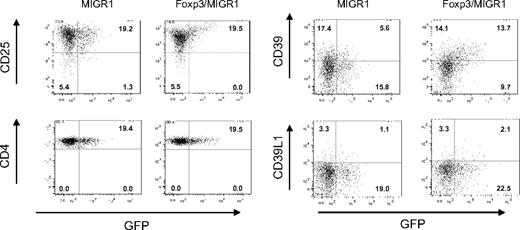 Figure 2. Induction of CD39 by Foxp3. CD4+CD25− mouse lymphocytes were infected with a retroviral construct encoding for Foxp3 and GFP (Foxp3/MIGR1) or a control construct encoding only GFP (MIGR1). At 7 days after infection, cells were stained with α-CD25, α-CD4, α-CD39, and α-CD39L1. Staining is shown versus GFP fluorescence, indicating infected cells. Numbers in end quadrant indicate percentage of total cells.