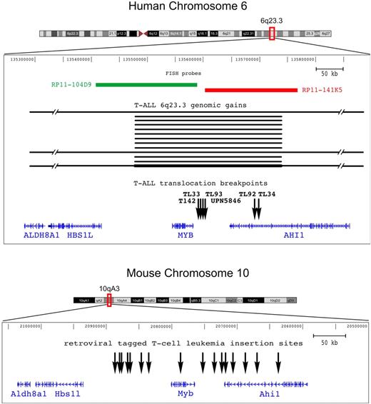 Figure 3. Genomic rearrangements target the C-MYB locus in both human and mouse T-cell leukemias. Representation of the C-MYB locus in both the human and mouse genomes according to the UCSC database; note that the orientation of the mouse locus was inverted in this figure in order to maintain the orientation of the human locus and facilitate comparison. The ALDH8A1, HSB1L, C-MYB, and AHI1 genes are shown according to annotations in UCSC. The genomic rearrangements we described in this work in human T-ALL are indicated: breakpoints (vertical black arrows) of the 6 TCRB-MYB cases, and duplicated genomic regions (horizontal black bars) in the 13 T-ALL cases (TL01, TL29, TL38, TL40, TL49, TL59, TL61, TL63, TL66, TL76, TL77, CCRF-CEM, and MOLT4). The darker horizontal bottom line refers to a MYBdup in addition to a larger 6q gain in MOLT4, leading to extra copies of the locus. Two FISH probes that were used for breakpoint mapping are shown. On the mouse genome (bottom panel), all the reported retroviral insertion sites of T-cell leukemias are indicated (vertical black arrows), based on data from the Retrovirus Tagged Cancer Gene Database.