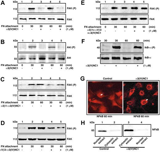 Figure 3. FAK and AKT phosphorylation. Serum-starved wild-type MLECs were plated on FN-coated dishes in incomplete medium (ICM) supplemented with and without α3(IV)NC1 or α3β1+α3(IV)NC1 or αVβ3+α3(IV)NC1, or α3β1+αVβ3+α3(IV)NC1, for 0 to 60 minutes and cytosolic extracts were analyzed by Western immunoblotting. (A) Immunoblots of phosphorylated FAK (p-FAK, upper blot) and total signaling FAK protein (FAK, lower blot). (B) Phosphorylated AKT (p-AKT, upper blot) and total signaling AKT protein (AKT lower blot). (C-E) Similar to panels A and B but with and without α3(IV)NC1 or α3β1+α3(IV)NC1, or αVβ3+α3(IV)NC1, or α3β1+αVβ3+α3(IV)NC1. (F-H) Regulation of IκB-α and NFκB in ECs by α3(IV)NC1. (F) Hypoxic cell extracts were immunoblotted with phosphorylated IκB-α (p-IκB-α, upper blot) and total IκB-α protein (lower blot). (G) Nuclear translocations of NFκB staining in MLECs were determined using a Zeiss LSM 510 Meta Confocal microscope (Carl Zeiss) with a Plan-Neo 63×/1.4 NA objective lens. Images were captured using a Flex Digital IEEE-1394 camera (Sheerin Scientific), and processed using SPOT advanced imaging software version 3.1.0 (Diagnostic Instruments) and Adobe Photoshop 7.0 (Adobe). (H) Immunoblots of cytosolic and nuclear extracts showing the NFκB translocation.