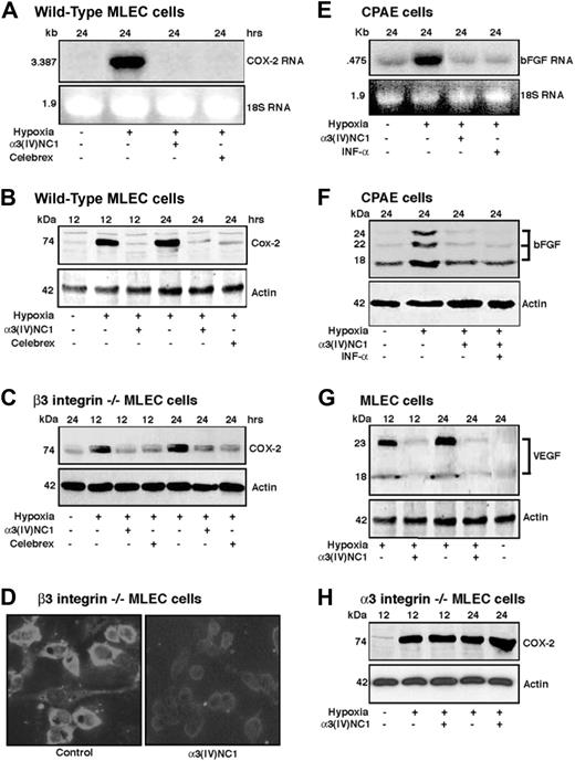 Figure 4. Regulation of COX-2–mediated signaling by α3(IV)NC1 in hypoxic ECs. (A) Autoradiogram showing expression of COX-2 mRNA on α3(IV)NC1 treatment. Celecoxib was used as a positive control. (B) Western immunoblot of MLEC extracts using antibodies specific to COX-2. (C) β3 integrin-null MLEC extracts were analyzed by Western blotting using antibodies specific to COX-2. (D) MLECs treated with and without α3(IV)NC1 were exposed to hypoxia for approximately 12 hours and stained with COX-2 antibody. Images were viewed using a Zeiss AX10 microscope (Carl Zeiss) with a 40×/0.75 NA objective lens, captured using a Flex Digital IEEE-1394 camera (Sheerin Scientific), and processed using SPOT advanced imaging software version 3.1.0 (Diagnostic Instruments) and Adobe Photoshop 7.0 (Adobe). (E) Autoradiogram showing expression of bFGF mRNA on α3(IV)NC1 treatment in cow pulmonary artery ECs. The top half of the autoradiogram (0.475 bFGF probe) shows inhibition of expression of bFGF mRNA on treatment with α3(IV)NC1 or IFN-α (positive control). (F,G) Similar to panel B, cow pulmonary artery ECs and MLEC extracts were immunoblotted with antibodies specific for bFGF and VEGF. (H) α3 integrin-null ECs were treated with α3(IV)NC1 and exposed to hypoxic conditions and cell extracts were immunoblotted with COX-2 antibody. 18S RNA (A,E) and actin (B,C,F-H) levels were shown as loading controls.