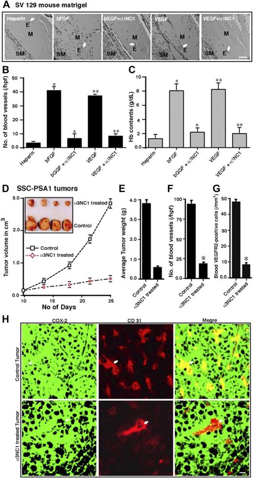 Figure 5. In vivo matrigel plug and tumor angiogenesis in 129/Sv mice. (A) From left to right, control, bFGF, bFGF+α3(IV)NC1, VEGF, VEGF+α3(IV)NC1. E indicates ECs; M, matrigel; SM, smooth muscle. Scale bar: 40 μm. Arrows point to the blood vessels. The number of blood vessels in the matrigel plugs was counted in 10 fields at ×200 magnification. Images were viewed using a Zeiss AX10 camera (Carl Zeiss) with a 100×/1.4 NA objective lens, captured using a Flex Digital IEEE-1394 camera (Sheerin Scientific), and processed using SPOT advanced imaging software 3.1.0 (Diagnostic Instruments) and Adobe Photoshop 7.0 (Adobe). (B,C) Number of blood vessels and Hb content quantification from panel A. The mean (± SEM) are shown. *P < .01, VEGF with vs without α3(IV)NC1. **P < .01, bFGF with vs without α3(IV)NC1. (D) The graph of the growth of mice tumors with and without α3(IV)NC1 injections. The results are shown as mean (± SEM). P < .005, tumor mice without α3(IV)NC1 injection as control group. (E) The average tumor weights of different groups shown in panel D. (F) Frozen sections (4-μm) from different tumor tissues were stained with anti-CD31 antibody and the number of CD31-positive blood vessels were counted. Blood vessel quantification results are shown as the mean (± SEM). *P < .005, mice with vs without α3(IV)NC1 treatment. (G) The circulating VEGFR2-positive cells in the blood of tumor-bearing mice, quantification results are shown as the mean (± SEM). *P < .005, mice with vs without α3(IV)NC1 treatment. (H) Frozen sections from different tumor tissues were stained with anti–COX-2 and CD31 antibodies, followed by FITC rhodamine-conjugated secondary antibodies. CD31 and COX-2 merged positive blood vessels were shown (arrow) in 6 fields at 200× magnification. Images were viewed, captured, and processed as described for panel A. Scale bar: 50 μm.
