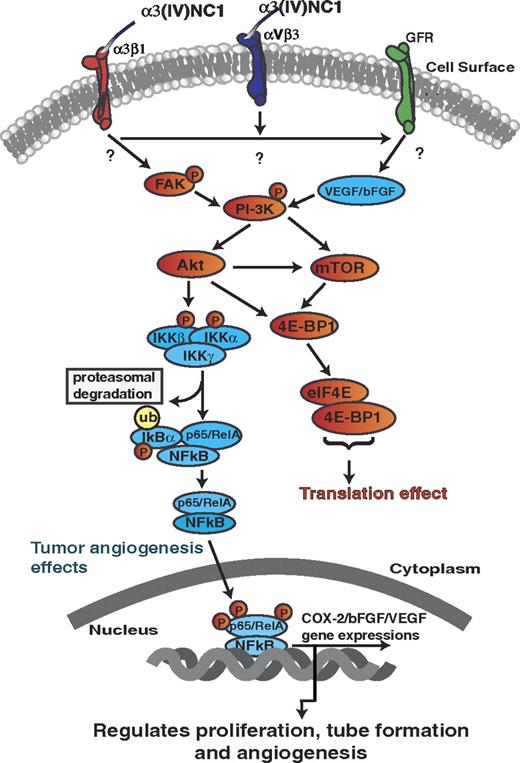 Figure 6. Schematic illustration of different signaling pathway mediated by α3(IV)NC1. α3(IV)NC1 binds to αVβ3 and α3β1 integrins and inhibit phosphorylation of FAK. Inhibition of FAK activation leads to inhibition of FAK/phosphatidylinositol 3-kinase/eIF4E/4E-BP1. In addition, α3(IV)NC1 also inhibits NFκB-mediated signaling in hypoxic conditions leads to inhibition of COX-2/VEGF/bFGF expressions, resulting in inhibition of hypoxic tumor angiogenesis.