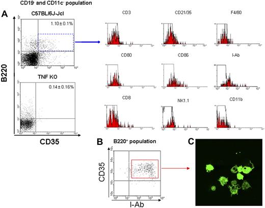 Figure 1. Identification of CD19−CD11c−CD35+B220+ cells in mouse spleen. (A) Flow cytometric analysis of spleen cells from C57BL/6J-Jcl mice and TNF-KO mice. Whole spleen cells stained with indicated mAbs were analyzed. Gating of CD19− and CD11c− cells enabled the identification of CD35+ cells in both strains. Frequencies of CD35+B220+ cells within CD19− and CD11c− populations of splenocytes are shown at the corner of respective quadrants. (B) Isolated CD35+B220+ cells show the MHC class II+ phenotype. The phenotype of the isolated cell population, termed CD35+B220+ cells, was characterized by double color staining for MHC class II and CD35. Data are representative of 3 independent experiments. (C) Morphology of CD35+B220+ cells. Isolated CD35+B220+ cells from GFP-Tg mice were added dropwise onto a glass slide, air-dried, and fixed with 4% buffered paraformaldehyde. GFP-mediated signals were observed and photographed with a Leica confocal microscope. Photographs were taken with a 63×/1.4 NA objective.