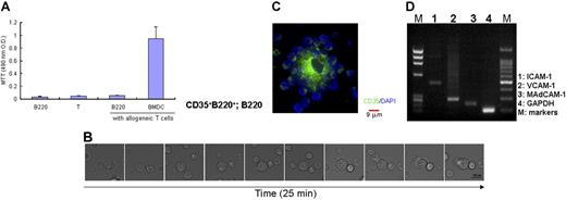 Figure 2. Interaction of CD35+B220+ cells with B cells. (A) CD35+B220+ cells are not potent APCs. Colcemid-treated CD35+B220+ cells or BMDCs derived from C57BL/6J-Jcl mice were cultured with splenic CD4+ T cells from BALB/c mice for 4 days in quadruplicate in 96-well round-bottomed plates, and MTT reagent was added in the last 3 hours of culture. Cell proliferation was measured according to the manufacturer's instructions. Data are representative of 3 experiments yielding comparable results. The data represent the mean plus or minus SD from 3 experiments. (B) CD35+B220+ cells capture splenic B cells on their cell membrane. Splenic CD19-expressing B cells were added to CD35+B220+ cells precultured for 15 minutes on a glass-bottomed dish. DIC time-lapse images (2 minutes, 150-second gap) show dynamic changes in the shape of CD35+B220+ cells and CD19-expressing B-cell adhesion. DIC images were obtained with a DeltaVision RT system, and representatives of 3 independent experiments are shown. Photographs were taken with a 60×/oil 1.4 NA objective. (C) CD35+B220+ cells form B cell rosettes in vitro. CD35+B220+ cells and CD19-expressing B cells isolated from naive C57BL/6J-Jcl mice were cocultured for 3 days. After fixation with 4% buffered paraformaldehyde, cells were stained with anti-CD35 mAb. Merged image shows entangled CD35+ cell membrane of a CD35+B220+ cell with adhered B cells. Immunofluorescence images were obtained with a DeltaVision RT system, and a representative of 3 independent experiments is shown. Photographs were taken with a 60×/oil 1.4 NA objective. (D) mRNA expression of CD35+B220+ cells. Expression of different adhesion molecules was examined with RT-PCR.