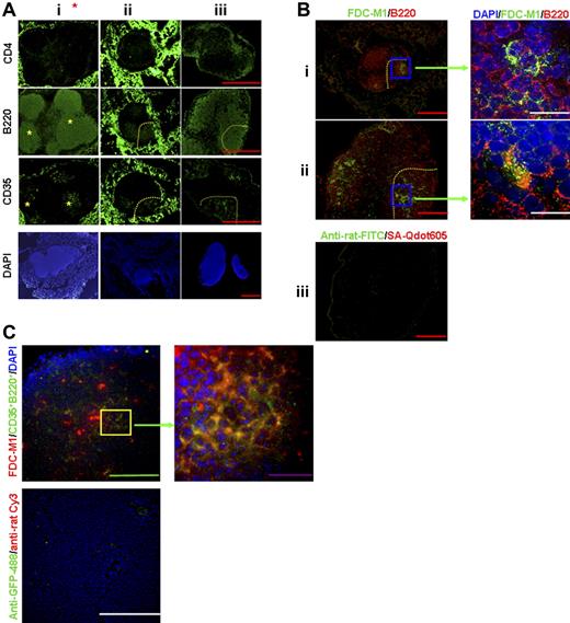 Figure 4. Stromal cells elicit formation of lymphoid-follicle–like structure with CD35+B220+ cells. (A) Immunostaining of lymphoid-follicle–like structures established by intradermal injection of PKH26-labeled CD35+B220+ cells (*) + splenic stromal cells (i), CD35+B220+ cells + brain-derived stromal cells (ii), or CD35+B220+ cells + TEL-2 stromal cells (iii) using mAbs for CD4, B220, and CD35. Nucleus was stained with DAPI. CD35+ reticulum in serial sections is marked by a yellow dotted line. Bars correspond to 200 μm. All images were photographed with an Olympus fluorescence microscope. (B) Lymphoid-follicle–like structures formed by CD35+B220+ cells together with brain stromal cells (i) or TEL-2 stromal cells (ii) were stained with anti-FDC-M1 mAb (green) and anti-B220 mAb (red). Lymphoid-follicle–like structures generated from B220+CD35+ cells and TEL-2 stromal cells were stained with FITC-conjugated anti-rat IgG and SA-Qdot605 as a negative control (iii). Representative of 3 independent experiments is shown with scale bar. Red bar, 200 μm; white bar, 15 μm. (C) Lymphoid-follicle–like structures generated by CD35+B220+ cells isolated from GFP-Tg mice and TEL-2 stromal cells were stained with anti-GFP mAb (green) and anti-FDC-M1 Ab (red). The serial section was stained with anti-GFP IgG conjugated with Alexa Fluor 488 and Cy3-conjugated antirat IgG as negative control. Representatives of 3 independent experiments are shown with scale bar. Green bar corresponds to 100 μm, purple bar corresponds to 30 μm, and white bar corresponds to 10 μm. Images were taken and analyzed with a DeltaVision RT system. Objective magnification, 20×/0.75 NA or 60×/oil 1.4 NA.