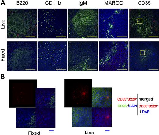 Figure 5. Transferred CD35+B220+ cells are found in splenic white pulp. (A) Isolated CD35+B220+ cells were labeled with PKH26 and administered intravenously into naive C57BL/6J-Jcl mice (Live; top panels in A and B). As controls, PKH26-labeled CD35+B220+ cells were fixed with ethanol and intravenously injected into C57BL/6J-Jcl mice (Fixed; bottom panels in A). On day 8 after the adoptive transfer, cryosections of the spleen were examined by immunofluorescence staining with biotin-conjugated anti-B220, anti-CD11b, anti-IgM, and anti-CD35 mAbs or anti-MARCO polyclonal Ab. Streptavidin-conjugated Alexa Fluor 488 or anti-rat IgG conjugated with Alexa Fluor 488 was used to visualize the microarchitecture of the spleen. Samples are representatives of 3 independent experiments. All images were taken and analyzed with a DeltaVision RT system. Photographs of upper rows were taken with a 20×/0.75 NA objective. (B) High-power photographs of the area enclosed by the yellow square in panel A. Yellow bars, 100 μm; blue bars, 20 μm.