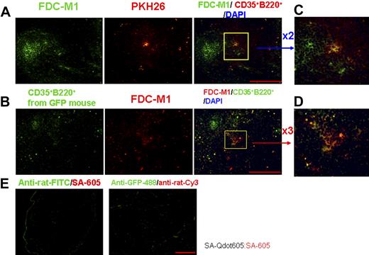 Figure 6. CD35+B220+ cells show FDC-M1+ phenotype in splenic white pulp. Transferred CD35+B220+cells showed the FDC-M1+ phenotype. Isolated CD35+B220+ cells labeled with PKH26 (A) or CD35+B220+ cells from GFP-Tg mice (B) were administered intravenously into naive C57BL/6J-Jcl mice. On day 15 after the adoptive transfer, cryosections of the spleen were examined by immunofluorescence staining with anti-FDC-M1 Ab and Alexa-Fluor-488–conjugated anti-GFP mAb. Anti-rat IgG conjugated with FITC (panel A) or anti-rat IgG conjugated with Cy3 (panel B) was used to visualize the microarchitecture of the splenic FDC-M1+ reticulum. Samples are representative of 3 independent experiments. All images were analyzed with a fluorescence microscope and were photographed with an Olympus fluorescence microscope. Bars, 200 μm. Shown in panels C and D are high-power photographs of the area enclosed by the yellow squares in panels A and B. Samples stained with antirat IgG conjugated with FITC (panel E, left) or anti-GFP IgG conjugated with Alexa Fluor 488 and antirat IgG conjugated with Cy3 (panel E, right) were used as control. Careful examination revealed that CD35+ cells showed the FDC-M1+ phenotype in splenic white pulp on day 15 after adoptive transfer.