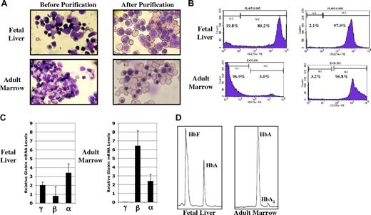 Figure 1. Characterization of purified fetal and adult nucleated erythroid cells. (A) Wright-Giemsa–stained fetal liver and adult marrow cells before and after purification by ficol density gradient and anti-glycophorin-A–conjugated magnetic beads. (B) Percentage of glycophorin-A (CD235a)–positive cells before and after purification. (C) Relative levels of globin gene mRNA in purified cells from fetal and adult erythroid cells determined by quantitative RT-PCR. Results are normalized to the geometric mean of β-actin and G3PD mRNAs as described in “Materials and methods; Quantitative RT-PCR and Hb HPLC.” Values are plus or minus 1 standard deviation. (D) Hb HPLC patterns from purified fetal liver and adult erythroid cells.