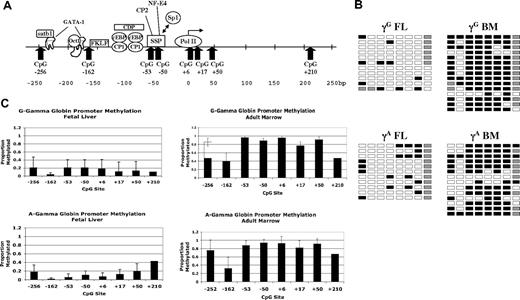 Figure 2. Methylation of γ-globin promoter sequences. (A) Diagram of the human γ-globin promoter regions showing the locations of binding sites for transcription factors and CpG dinucleotides. Adapted from Stamatoyannopoulos and Grosveld.26 (B) Representative methylation data for the 2 γ-globin promoters in fetal and adult erythroid cells. □ indicates unmethylated; ■, methylated; and ▩, indeterminate sequencing. (C) Summary methylation data from multiple independent tissue samples. Error bars indicate plus or minus 1 standard deviation.