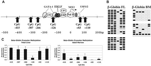 Figure 3. Methylation of β-globin promoter sequences. (A) Diagram of the human β-globin promoter region showing the locations of binding sites for transcription factors and CpG dinucleotides. Adapted from Stamatoyannopoulos and Grosveld.26 (B) Representative methylation data for the β-globin promoter in fetal and adult erythroid cells. □ indicates unmethylated; ■, methylated; and ▩, indeterminate sequencing. (C) Summary methylation data from multiple independent tissue samples. Error bars indicate plus or minus 1 standard deviation.
