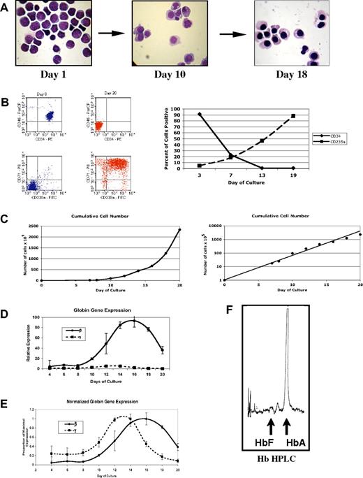 Figure 6. In vitro erythroid differentiation from purified human CD34+ peripheral blood hematopoietic cells. (A) Wright-Giemsa–stained cytospin samples during in vitro differentiation. (B) Flow cytometric characterization of cells during differentiation. Scatter plots show CD45/CD34 staining and CD71 (transferrin)/CD235 (glycophorin A) at start and completion of differentiation. Graph shows the changing patterns of CD34 and CD235a cell surface expression during in vitro differentiation. (C) Expansion of cells during in vitro differentiation. (D) Relative levels of γ- and β-globin mRNA during in vitro differentiation as determined by quantitative RT-PCR. Values are normalized to the geometric mean of β-actin and G3PD mRNAs as described in “Materials and methods; Quantitative RT-PCR and Hb HPLC.” (E) Patterns of steady-state γ- and β-globin mRNA during differentiation. Values are expressed as the proportion of maximal expression to highlight the time course of expression. (F) Hb HPLC performed on cellular extracts at the end of the culture period.