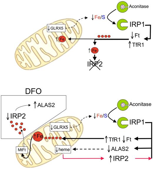 Figure 4. Model of iron and IRP regulation in GLRX5-deficient nonerythroid (top) and erythroid (bottom) cells. Mitochondria Fe/S cluster synthesis by GLRX5 and effect on cytosolic IRP1 and IRP2. ↑ and ↓ indicate increase or decrease, respectively. Small red circles are iron molecules. The arrows in bold indicate direction of movements, whereas dotted arrows indicate decreased effect. (Top) Impaired Fe/S cluster synthesis in nonerythroid cells activates cytosolic IRP1, leading to high cellular iron import. High iron levels degrade IRP2. Iron levels are increased at a similar extent both in the cytosol and the mitochondria. (Bottom) IRP1 activation occurs as in nonerythroid cells. Imported iron is directed to mitochondria, due to heme deficiency secondary to ALAS2 repression. Low heme allows high IRP2 activity, which potentiates the IRP1 effects (red arrows). This vicious circle may be relieved by DFO treatment (boxed on the left), which shifts iron to the cytosol, modulating IRP2 activity. See “Discussion” for details. GLRX5 indicates glutaredoxin-5; Ft, ferritin; TfR1, transferrin receptor; MtFt, mitochondrial ferritin; ALAS2, aminolevulinic-acid-synthase-2; and DFO, deferoxamine.