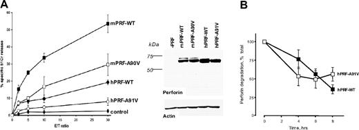 Figure 1. Comparative analysis of mouse and human perforin in RBL cells. (A) The experiment shown is a representative 51Cr release assay of RBL cells transfected with wild-type murine (mPRF-WT) or human (hPRF-WT) perforin or homologous mutants, mPRF-A90V or hPRF-A91V (mean ± SD). The Western blot shows relative levels of expression of human and mouse perforin in RBL cells. (B) Relative half-lives of the wild-type and A91V mutant perforin expressed in RBL cells. Shown is mean ± SE of 3 independent experiments. Intracellular levels of perforin at time “0” (prior to adding cyclohexamide) were designated as 100%.