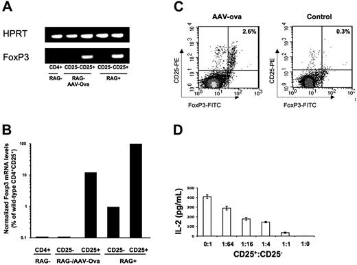 Figure 2. Characterization of regulatory CD4+CD25+ cells isolated from AAV-EF1α-ova–transduced DO11.10-tg RAG-2−/− mice. Expression of FoxP3 in a subpopulation of CD4+ splenocytes derived from DO11.10-tg BALB/c (RAG+) or DO11.10-tg RAG-2−/− (RAG−) mice. (A) Splenocytes were sorted into CD4+ cells and further separated into CD25+ or CD25− cells. cDNA from each population was subjected to PCR using FoxP3- or HPRT (hypoxanthine–guanine phosphoribosyl–transferase)–specific primers. (B) Quantification of relative FoxP3 mRNA levels in indicated CD4+ T-cell subsets. cDNA samples were subjected to real-time quantitative PCR analyses using primers and an internal fluorescent probe specific for FoxP3 or HPRT. The relative quantity of FoxP3 in each sample was normalized to the relative quantity of HPRT. Shown are average results for 3 independent experiments (± SD). (C) Flow cytometry for FoxP3 expression. Shown are examples for percent CD25+FoxP3+ of CD4+ splenocytes in individual mice (8 weeks after gene transfer with AAV-ova or naive control). (D) Cell dose–dependent suppression of IL-2 expression in DO11.10-tg CD4+CD25− cells by CD4+CD25+ isolated from AAV-EF1α-ova–transduced DO11.10-tg RAG-2−/− mice upon in vitro coculture (in the presence of APCs) and stimulation with ova. Data represent average (± SD) from n = 4 cultures based on cells pooled from several mice.