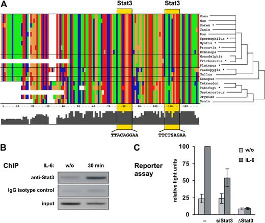 Figure 1. A highly conserved enhancer is responsible for the Stat3-mediated responsiveness of the miR-21 promoter to IL-6. (A) 130-bp regions containing 2 predicted Stat3 binding sites upstream of the miR-21 genes of various vertebrate species are aligned. T, G, C, and A nucleotides are colored green, orange, blue, and red, respectively. Stat3 sites are highlighted by yellow boxes. *Sequences from organisms where no genomic sequence was available were obtained from the Ensembl trace repository (Table S2). (B) XG-1 cells were deprived of IL-6 for 72 hours or restimulated for 30 minutes and subjected to a chromatin immunoprecipitation (ChIP) assay using anti-Stat3 or IgG isotype control. Coimmunoprecipitated DNA was amplified by PCR with primers specific for the miR-21 upstream enhancer. (C) Reporter gene assays were performed in HepG2 cells transfected either with a luciferase vector driven by the miR-21 promoter/enhancer alone (−) or in the presence of a vector encoding a small hairpin RNA silencing Stat3 expression (siStat3), or with a miR-21 promoter/enhancer construct containing point mutations in both Stat3 sites (ΔStat3). Values represent the mean luciferase activities ± SD of 3 independent experiments relative to samples from unmanipulated IL-6–treated cells.