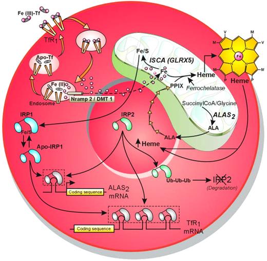 Coordination of the cellular iron-acquisition pathway with mitochondrial PPIX formation and ISC assembly through modulation of IRP1 and IRP2 RNA binding affinities. Illustration by Jean-Pierre Laigneau.