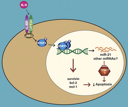 An illustration depicting the role of miR-21 in the IL-6 induced survival of multiple myeloma cells. IL-6 leads to the activation of Stat3, which then dimerizes and binds to its cognate sites located in the regulatory regions of genes. The Stat3-mediated transcription of several antiapoptotic genes contributes to the survival of myeloma cells. In a separate mechanism, Stat3 directs the expression of miR-21, resulting in the suppression of apoptosis possibly through the inhibition of TPM1 and/or other proteins.