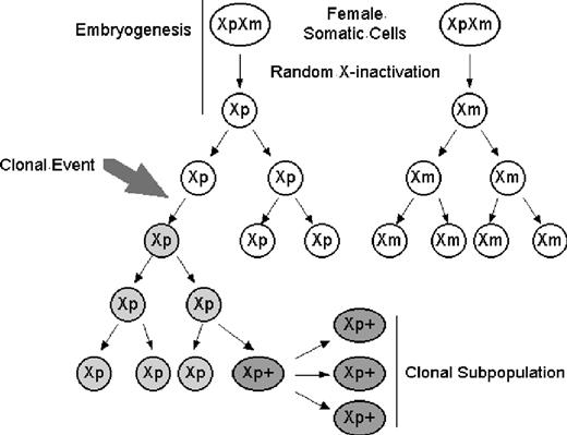 Figure 1. X-chromosome inactivation and clonal development with further subclone evolution. (A) Clonal populations can acquire multiple genetic abnormalities; each can be used to distinguish subpopulations which remain clonal. Round white Xp, nonclonal cell with active paternal X chromosome; round gray Xp, clonal cell with active paternal X chromosome; oval dark gray Xp+, clonal cell with active paternal X chromosome and new somatic mutation. (B) X-chromosome inactivation. Early in development, both X chromosomes are expressed. Before hematopoietic lineage differentiation, either X chromosome is inactivated. This random choice of inactivated X chromosome is retained through subsequent mitoses. Oval XpXm indicates early embryonic cells expressing both maternal and paternal X chromosomes; round Xp or Xm, nonclonal cells expressing a single X chromosome.