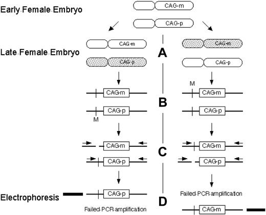 Figure 3. Clonality detection by the HUMARA assay. (A) Methylation of the inactive X chromosome at the HUMARA locus occurs early in embryonic development. Shaded, inactivated X chromosome. (B) Schematic of HUMARA locus. Crossbar indicates methylation sensitive endonuclease site; M, methylated methylation sensitive endonuclease site; CAG-p, paternal CAG tandem repeat sequence; CAG-m, maternal CAG tandem repeat sequence. (C) After digestion by methylation sensitive endonucleases, only inactive (methylated) DNA remains intact. (D) Only intact DNA can be amplified by polymerase chain reaction with flanking primers. Products can be differentiated from each other by the number of tandem CAG repeats in CAG-p and CAG-m and their resultant different electrophoretic mobility.