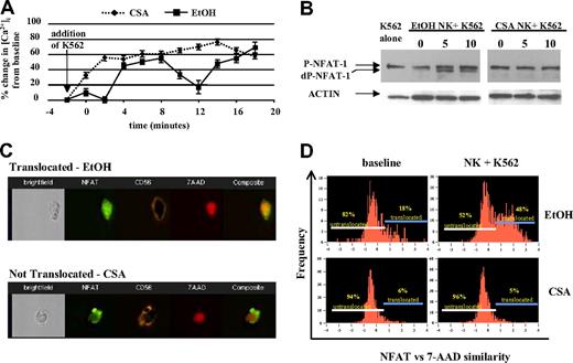 Figure 3. CSA-exposed NK cells do not show Ca2+ oscillations, NFAT dephosphorylation, and/or nuclear translocation following engagement with K562 cells. (A) NK cells were cultured with IL-2 (100 U/mL) and IL-15 (10 ng/mL) with and without CSA for 7 days and used to assess dynamic intracellular calcium changes in individual cells (described in “Ca2+ imaging, Materials and methods”). Following the addition of K562 target cells, vehicle-treated (EtOH) NK cultures showed the expected calcium oscillations. In contrast, CSA-treated NK cells showed no oscillations. Results are representative of cells from 5 individual donors. Error bars are plus or minus standard error. (B) The addition of K562 cells leads to rapid NFAT dephosphorylation in control (EtOH)-treated cells, but not in CSA-exposed NK cells. Freshly isolated NK cells were cultured for 7 days with IL-2 (100 U/mL) and IL-15 (10 ng/mL), with and without CSA. Following this, NK cells were cocultured with K562 target cells (E/T = 1:1) for 5 and 10 minutes. Controls included K562 cells alone (left) and NK cells without the addition of K562 (time 0). Immediately at the time points stated (5 and 10 minutes), cells were lysed and subjected to Western blotting. Actin served as the loading control. Results are representative of cells from 3 individual donors. (C,D) Multispectral imaging demonstrating that NFAT nuclear translocation is inhibited following K562 engagement in CSA-treated NK cells, but not vehicle-treated control cultures. (C) Individual images of vehicle (EtOH) control-treated (top) and CSA-treated (bottom) cells showing nuclear NFAT translocation and nontranslocation after coculture with K562 cells (10 minutes), respectively. Shown are bright field, FL-1, FL-4, FL-2, and composite images from left to right. (D) NFAT versus 7-AAD similarity score for vehicle control–treated (top row) and CSA-treated (bottom row) NK cultures both at baseline (left columns) and following coculture with K562 cells (right columns) after 10 minutes. Gates identify cells that have not (left) and have (right) undergone NFAT translocation. Results are representative of 2 experiments on approximately 2500 events for each condition.