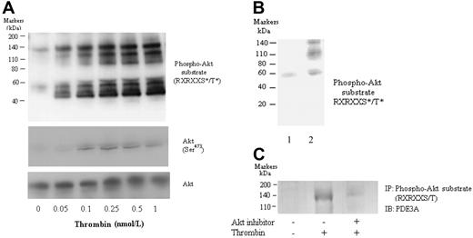 Figure 6. Akt phosphorylates PDE3A during thrombin activation of platelets. (A) Washed platelets were stimulated with thrombin at 37°C for 3 minutes. The samples were separated in 4%-15% SDS-PAGE gels and transferred into PVDF membranes. The membranes were probed by anti-Akt mAb, antiphospho-Akt (Ser473) mAb, or anti-phospho-Akt substrate mAb, respectively. (B) The purified PDE3A protein were immunodetected with anti-phospho-Akt substrate mAb. Lanes 1 and 2 represent the purified platelet PDE3A proteins from the vehicle control platelets and the thrombin-treated platelets, respectively (thrombin at 0.25 nmol/L). The data are representative of the 3 similar experiments. (C) Identification of thrombin-induced PDE3A phosphorylation with immunoprecipitated method. Washed platelets incubated with AktI (2 μmol/L) or vehicle were treated by thrombin (0.25 nmol/L at 37°C for 3 minutes) or vehicle. Platelet lysates were immunoprecipitated by the anti-Akt phosphorylated-substrate monoclonal antibody and immunoblotted by PDE3A antibody.