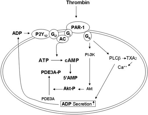 Figure 7. Regulation of intracellular cAMP in platelets by thrombin. Thrombin restricts intracellular cAMP content by suppression of synthesis from ATP and acceleration of hydrolysis of cAMP to 5′AMP by PDE3A. After activation of PAR-1, thrombin inhibits adenylate cyclase either through PAR1-coupled Gi protein directly, through Gq protein directly, or through Gq protein-induced of ADP from dense granules via the PLCβ pathway. In the latter, secreted ADP binds to the outside surface P2Y12 receptor, which is coupled to Gi2 to inhibit adenylate cyclase. Furthermore, thrombin via PAR-1 links to Gq, stimulates PI3K and PDK1, which in turn phosphorylates Akt, which in turn phosphorylates PDE3A. Elevation of PDE3A lowers intracellular cAMP content.