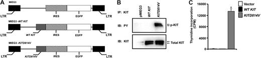 Figure 1. Expression of KITD814V results in constitutive phosphorylation of KIT and ligand-independent growth. (A) Schematic diagram of retroviral vectors expressing WT KIT and KITD814V. (B) KITD814V is constitutively autophosphorylated in the absence of growth factor stimulation. 32D cells expressing vector alone, WT KIT, or KITD814V were lysed and equal amounts of protein were subjected to immunoprecipitation using an anti-KIT antibody followed by Western blot analysis using an antiphosphotyrosine antibody. Shown is the level of phosphorylation and total KIT protein in each lane. (C) Expression of KITD814V in 32D cells induces ligand-independent growth. 32D cells expressing empty vector, WT KIT, or KITD814V were subjected to a thymidine incorporation assay in the absence of growth factor stimulation. Bars denote the mean thymidine incorporation (cpm ± SD) from 1 of at least 3 independent experiments performed in quadruplicate. *P < .05, KITD814V versus vector or WT KIT.