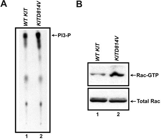 Figure 3. Increased basal activation of PI3K and Rac-GTPase in KITD814V-expressing hematopoietic progenitors. (A) 32D cells expressing either WT KIT or KITD814V were starved for 8 hours, harvested, and lysed. Equal amount of lysates were subjected to immunoprecipitation using an anti-p85α antibody followed by a PI3K lipid assay. The position of p85α-associated PI3-phosphate (PI3-P) activity is indicated to the right of the blot. (B) Cell lysates derived from the treatment described in panel A were analyzed for Rac-GTPase activation by incubating the lysates with PAK-1 p21 activated kinase binding domain-agarose and analyzing by Western blot using an anti-Rac antibody. The position of Rac-GTP (active Rac) is indicated to the right of the blot. The bottom panel shows total Rac protein in each lane.