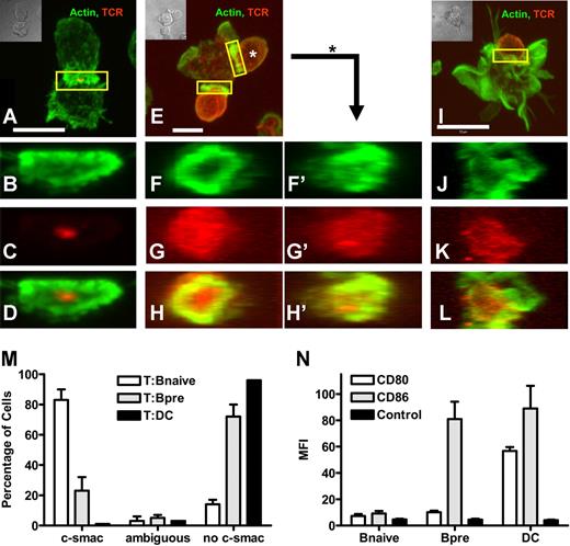 Figure 1. Naive B cells naive T cells form a mature immunologic synapse. Mature bmDC or naive or preactivated splenic B cells were loaded with pOVA. Cells were mixed with naive DO11.10 T cells and fixed after 120 minutes of interaction. Immunohistologic staining was performed for actin (green) and the clonotypic TCR (red). Individual pairs of T cells and naive B cells (A-D), T cells and preactivated B cells (E-H') or T cells and DC (I-L), respectively, were analyzed by 2-color confocal microscopy making Z-stacks over the entire range of a cell pair. T cells in contact with B cells have the entire TCR signal at the contact plane (A), while T cells attached to DC show TCR staining scattered over the body (I). T cells in contact with preactivated B cells show both accumulation of TCR and distribution over the whole T-cell surface (E). A three-dimensional reconstruction showing the en face view of the contact plane reveals no preferential accumulation of TCR in the contact with DC, see Actin-stain (J), TCR-stain (K), and merged image (L). In contrast, in T-cell–naive B-cell pairs the TCR signal is focused in the center of contact (B-D). Interactions with preactivated B cells show partially the formation of a mature IS (F-H'). Shown is a T-B interface resembling a mature IS, yet with substantially scattered TCR (T cell at 6 o'clock, F-H); and an interface between the same preactivated B cells interacting with a second T cell, showing almost no IS segregation (T cell at 2 o'clock, F'-H'). The scale bar defines 5 μm (A,E) and 10 μm (I), respectively. (M) Quantitative analysis of 300 random individual cell pairs for the distribution of TCR in the contact plane. (N) Mean Fluorescence Intensity (MFI) analysis of the expression of costimulatory molecules on APC. While naive splenic B cells show only a sparse expression of CD80 and CD86, CD86 is clearly up-regulated upon B-cell activation. DCs exhibit a high amount of CD80 as well as CD86 on their surface. (M,N) Bars represent mean plus or minus SD.