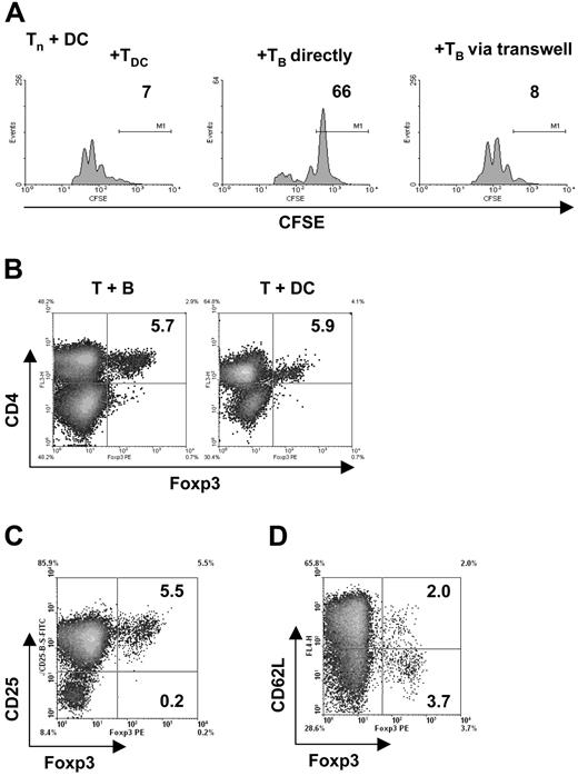 Figure 6. The generation of T cells with regulatory capacity requires immediate vicinity of cells but is independent of Foxp3. (A) To in vitro cocultures of naive, CFSE-labeled CD4+ T cells and mature DC loaded with antigenic peptide (pOVA 323-339), TofDC or TofB were added directly and via a semipermeable transwell membrane. At 72 hours, proliferation of the naive T cells was determined by FACS. Close cell contact is needed for exertion of the regulatory effect of TofB, as separation from naive T cells plus DC via a transwell membrane abrogates the effect. (B-D) The level of the transcription factor Foxp3 was determined via intracellular staining and FACS after 72 hours of cocultures of naive splenic CD4+ T cells with peptide-loaded mature DC or B cells, respectively. (B) Preferential induction of Foxp3+ T cells could not be observed after B-cell contact; equally low numbers were found in Tof B and TofDC. (C) The Foxp3+ T cells are also CD25+. Depicted is the result for the CD4+ TofB population only. (D) The positivity of Foxp3 is independent of the CD62L level. Depicted is the result for the CD4+ TofB population only. The data shown are representative of at least 3 independent experiments.