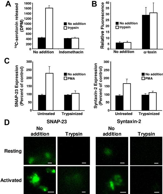 Figure 6. Effect of trypsinization of intact, resting platelets on exposure of SNAP-23 and syntaxin-2. (A) To determine whether indomethacin inhibits platelet activation following incubation with trypsin, platelets were incubated in the presence or absence of 20 μM indomethacin, exposed to 5 μg/mL trypsin, and analyzed for platelet activation using a 14C-serotonin release assay. Error bars represent the standard deviation of 3 independent experiments. (B) To assess membrane integrity following exposure to trypsin, platelets were incubated in the presence or absence of 5 μg/mL trypsin, subsequently exposed to either buffer alone or α-toxin to permeabilize platelets, and incubated with sulforhodamine. Error bars represent the standard deviation of 3 independent experiments. (C) Gel-filtered platelets were incubated in the presence (trypsinized) or absence (untreated) of 5 μg/mL trypsin and subsequently stimulated with PMA. Platelets were then analyzed for SNAP-23 and syntaxin-2 surface expression. Values are reported as percent of control compared with signal detected in unstimulated samples exposed to nonimmune antibodies. Error bars represent the standard deviation of 3 to 6 independent experiments. (D) Platelets treated with indomethacin were exposed to buffer alone (Resting) or 100 μM SFLLRN (Activated) and subsequently incubated with buffer alone (No addition) or 5 μg/mL trypsin (Trypsin). Platelets were then stained with anti–SNAP-23 or anti–syntaxin-2 antibodies and evaluated by immunofluorescence microscopy. Controls using nonimmune antibody demonstrated no signal. Differential interference contrast (DIC) imaging confirmed the presence of platelets in all imaged fields. Bars, 5.0 μm. See “Materials and methods, Immunofluorescence microscopy” for image acquisition information.