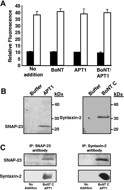 Figure 7. Effect of APT1 and botulinum toxin C light chain on extracellular SNAP-23 and syntaxin-2. (A) To assess membrane integrity following exposure to 10 μg/mL APT1 and/or 5 μg/mL botulinum toxin C light chain, platelets were incubated in the presence or absence of the indicated enzymes, subsequently exposed to either buffer alone (■) or α-toxin (□) to permeabilize platelets, and incubated with sulforhodamine. Error bars represent the standard deviation of 3 independent experiments. (B) Gel-filtered platelets were incubated with 20 μM indomethacin and subsequently exposed to either buffer alone, 10 μg/mL APT1, or 5 μg/mL botulinum toxin C light chain as indicated. Platelets were subsequently pelleted at 100 000g for 2 hours, and supernatants were evaluated for SNAP-23 or syntaxin-2 by immunoblot analysis. (C) Gel-filtered platelets were incubated with both APT1 and botulinum toxin C light chain and then pelleted. SNAP-23 and syntaxin-2 were immunoprecipitated from supernatants. Immunoprecipitates were then analyzed for SNAP-23 and syntaxin-2 by immunoblot analysis.