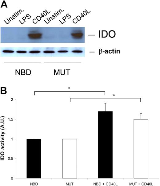 Figure 3. Effective IDO induction in DCs does not require canonical NF-κB activation. (A) Monocyte-derived DCs were either left unstimulated or matured with LPS or CD40L in the presence or absence of NBD/MUT peptides. After 48 hours, the cells were extensively washed and lysed in sample buffer. Cell lysates were analyzed by Western blotting for IDO content, and β-actin as loading control. One representative experiment of 3 is shown. (B) Monocyte-derived DCs were either left unstimulated or matured with CD40L in the presence or absence of NBD/MUT peptides. After 48 hours, cells were harvested, extensively washed in cold PBS, and freeze-dried. Subsequently, IDO enzymatic activity in the samples was evaluated by testing the capacity to degrade tryptophan into kynurenine. Results represent mean plus or minus SEM from 3 independent experiments (*P < .05).