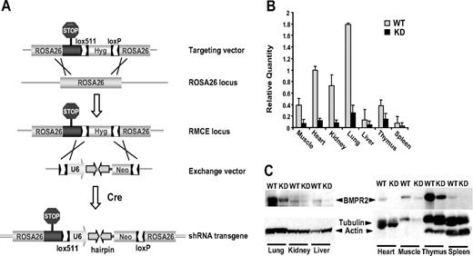 Figure 1. Genetic ablation of BMPR2 function in mice. (A) Ubiquitous expression of shRNA transgene at a defined site in the mouse genome. A modified Rosa26 locus was generated to allow Cre-mediated RMCE through the heterotypic loxP and lox511 sequences inserted into the locus by gene targeting. Next, homologous recombination in ES cells between the lox sites in the exchange vector and the modified Rosa26 RMCE locus led to integration of the U6-shRNA expression cassette. (B) In vivo RNA interference. Bmpr2 mRNA expression in various tissues from wild-type (WT) littermates or Bmpr2 knockdown (KD) mice was assessed by real-time quantitative PCR. Values are means plus or minus SD. (C) Knockdown of BMPR2 protein expression. BMPR2 was detected in immunoblots of tissue extracts. β-actin and α-tubulin in the same blots serve as internal control.