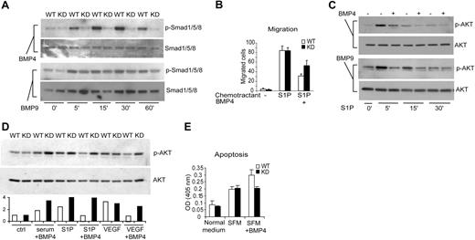 Figure 5. Dysregulated AKT activity in Bmpr2 KD pulmonary vascular endothelial cells. (A) Characterization of SMAD-mediated signaling. Wild-type or Bmpr2 KD cells were treated with 100 ng/mL BMP4 or BMP9 for the indicated time. Cell lysates were immunoblotted with antibodies against phosphorylated or total SMADs. (B) Chemotactic migration of endothelial cells toward sphingosine-1-phosphate (S1P). Cells were pretreated with 200 ng/mL BMP4 or vehicle control. Data represent results from 3 independent experiments. (C) Effect of BMP signaling on AKT activation. Wild-type ECs were stimulated with S1P for the indicated time in the presence or absence of 200 ng/mL BMP4 or BMP9. Cell lysates were immunoblotted with phospho-AKT and total AKT antibodies. (D) Effect of BMP4 on S1P-, serum-, and VEGF-stimulated serine phosphorylation of AKT in wild-type versus Bmpr2 KD cells. The graph below the blot shows densitometry quantification of the phosphor-AKT levels normalized to total AKT. The open bars represent wild-type ECs whereas solid bars represent Bmpr2 KD cells. (E) Potentiation of EC apoptosis by BMP4. Cells were incubated in normal medium with 10% serum or serum-free medium (SFM) for 24 hours, and DNA fragmentation index was determined by Cell Death Detection enzyme-linked immunosorbent assay (Roche). Values are means plus or minus SD.