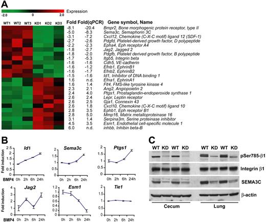 Figure 7. Identification of BMP-regulated genes in endothelial cells. (A) Hierarchical cluster diagram representing the expression pattern of 25 filtered genes with known angiogenic functions in endothelial cell isolations from wild-type and Bmpr2 KD mice. Each row represents one gene and each column one independent cell preparation. Fold changes of expression evaluated in both GeneChip and quantitative RT-PCR analyses are indicated. Negative value denotes downregulation in the KD sample; n.d., not determined. (B) Real-time RT-PCR analyses of selected genes in cultured mouse lung endothelial cells treated with 100 ng/mL BMP4 for the indicated time. Values are means plus or minus SD. (C) Immunoblot detection of total or phosphor-Ser785 integrin β1 and SEMA3C in the lung and cecum from WT or KD littermates. Detection of β-actin in the same blot indicates equal loading.