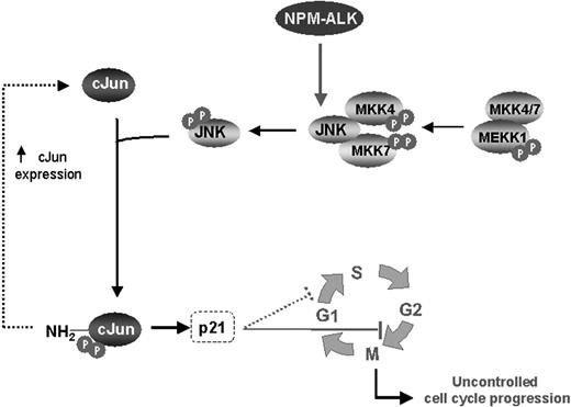 Figure 7. NPM-ALK promotes cell-cycle progression through activation of JNK/cJun signaling in NPM-ALK+ ALCL. ALCL frequently carries the chromosomal translocation t(2;5)(p23;q35), resulting in aberrant expression of NPM-ALK. NPM-ALK has been shown to be oncogenic through activation of a number of cell- signaling pathways. This study reveals another oncogenic pathway, JNK/cJun, that is constitutively activated by the NPM-ALK fusion kinase. The JNKs, members of the MAPK superfamily, have been shown to play a role in cell proliferation and transformation. Activation of JNK, through phosphorylation by 2 distinct MAPK kinases, MAPK kinase 4 and MAPK kinase 7, mediates phosphorylation of cJun, the best-characterized transcription factor of the AP-1 family. Phosphorylation of cJun by JNK is essential for stimulation of its transcriptional activity and its growth-promoting effects. The latter can be mediated through regulation of a number of cell-cycle- controlling genes including the cyclin-dependent kinase inhibitor p21, which operates at both the G1/S and G2/M checkpoints. Taken together, our data suggest that the NPM-ALK–induced activation of JNK/cJun signaling may lead to uncontrolled cell-cycle progression and cell proliferation, thus contributing to oncogenesis of NPM-ALK+ ALCL.