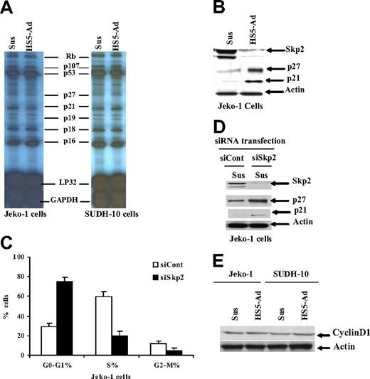 Figure 2. Cell adhesion–mediated p27Kip1 protein levels are posttranslationally regulated through down-regulation of the SCFSkp2 ubiquitin ligase Skp2. (A) An RPA for gene expression of p27Kip1, p21, and other cell-cycle–related molecules in Jeko-1 and SUDH-10 cells adhered to HS-5 versus those placed in suspension media. (B) The p27Kip1 and Skp2 expression in Jeko-1 cells in suspension (Sus) versus HS-5 adhesion (HS5-Ad) analyzed by Western blot. Cell-cycle distribution (C) and p27Kip1 and Skp2 expression (D) 24 hours after transfection with either Skp2 siRNA (siSkp2) or control siRNA (siCont) in Jeko-1 cells in suspension. (E) Cyclin D1 expression in Jeko-1 and SUDH-10 lymphoma cells in suspension (Sus) versus HS-5 adhesion (HS5-Ad) analyzed by Western blot. All data are representative of at least 3 experiments (means ± SD).
