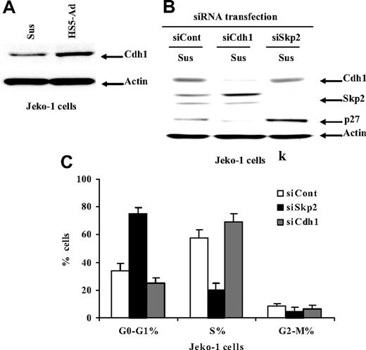 Figure 3. Cell adhesion–mediated down-regulation of Skp2 requires Cdh1. (A) The Cdh1 expression in Jeko-1 cells in suspension (Sus) versus HS-5 adhesion (HS5-Ad) analyzed by Western blot. Cell-cycle distribution (B) and protein levels of p27Kip1, Skp2, and Cdh1 (C) 24 hours after transfection with Skp2 siRNA (siSkp2), Cdh1 siRNA (siCdh1), or control siRNA (siCont) in Jeko-1 lymphoma cells in suspension. All data are representative of at least 3 experiments (means ± SD).