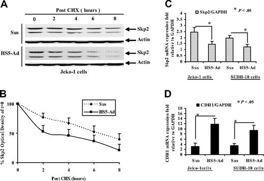 Figure 5. The molecular mechanisms for cell-adhesion–mediated Skp2 and Cdh1 changes. (A,B) Effect of cell adhesion on Skp2 degradation. Jeko-1 cells were treated with cycloheximide (100 μM) with and without HS-5 cells adhesion for the indicated time periods. At the times indicated, cells were lysed, and Skp2 protein levels were determined by Western blot analysis (A) and quantified (from 3 independent experiments) using densitometry. The data shown (B) represent mean values and standard deviations of the average percentage of Skp2, compared with the amount of Skp2 at time 0 for each treatment group. (C,D) Cell-adhesion–induced changes of Skp2 and CDH1 mRNA expressions measured by real-time qRT-PCR. Fold values were obtained by externally standardizing against identical amplifications in Jeko-1 and SUDH-10 cells in suspension versus HS-5 adhesion and by internally standardizing against GAPDH in each cell line. The mean values and standard deviations from 3 independent experiments are shown. Student t test was used for statistical analysis. *P < .05.
