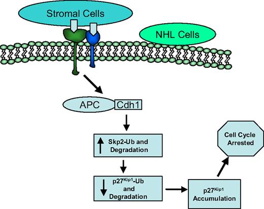 Figure 7. Model for cell-adhesion–mediated cell-cycle arrest. Hypothetically ordered series of signaling events: cell-adhesion–dependent activation of APC/Cdh1 ubiquitin ligase complex, increased ubiquitination and degradation of Skp2, subsequent decreased ubiquitination and degradation of p27Kip1, and ultimately p27Kip1 accumulation, resulting in cell-cycle arrest.