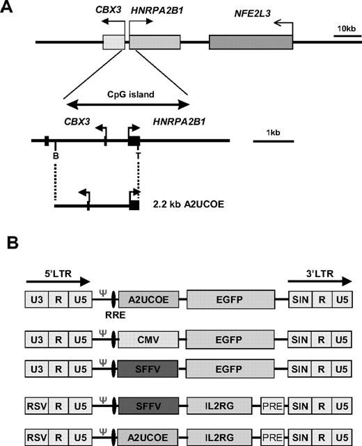 Figure 1. Illustration of the human HNRPA2B1-CBX3-NFE2L3 locus and derivation of the A2UCOE. (A, top panel) Gene organization of the HNRPA2B1-CBX3-NFE2L3 locus located at chromosome position 7p15.2 (GenBank accession nos. D28877, AC004520, and AC010677) is shown with gene positions indicated (shaded rectangles). (Bottom panel) Expanded view of the 3-kb methylation-free CpG island region encompassing the divergent CBX3 and HNRPA2B1 promoters. The region covered by the minimal 2.2-kb UCOE (A2UCOE; M.A. et al29) extending from the TthIII I (T) site within exon I of HNRPA2B1 to a BamHI (B) site within the first intron of CBX3 is shown. Black rectangles denote exons. Horizontal arrows denote the direction of transcription. (B) Illustration of the lentiviral vector constructs. LTR indicates long-terminal repeat; RRE, rev-response element; Ψ, packaging signal; RSV, Rous sarcoma virus U3; and PRE, mutated Woodchuck hepatitis posttranscriptional regulatory element.
