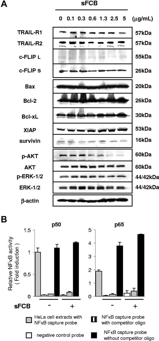 Figure 3. Analysis of modulators of TRAIL sensitivity after treatment with sFCB. (A) 3.5 × 105 KOB cells/mL were incubated for 24 hours with sFCB. Cells were harvested and Western blot analysis was performed using 30 μg of the cell extract. (B) Activities of NFκB transcription factors. Cells were incubated for 24 hours with or without 2.5 μg/mL of sFCB, nuclear extracts were prepared, and activities of p50 and p65 were evaluated. HeLa cells were used as a positive control and the fold activation was obtained by setting the value for the positive control cells of p50 as 1.0. Values are expressed as mean plus or minus SD.