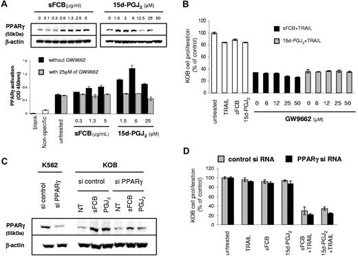 Figure 6. 15d-PGJ2 enhances sensitivity to TRAIL in a PPAR γ-independent manner. (A) Western blot analysis and PPARγ transcription factor assay. KOB cells were treated for 24 hours with indicated concentrations of sFCB or 15d-PGJ2. 20 μg of the cell extract was used for the Western blot analysis and 10 μg of the nuclear extract was used for the transcription factor assay. (B) 3.5 × 105 KOB cells/mL were incubated for 48 hours with 2.5 μg/mL of sFCB, 10 μM 15d-PGJ2, 500 ng/mL of TRAIL, or a combination thereof. The indicated concentrations of GW9662 were added in the sFCB + TRAIL or 15d-PGJ2 + TRAIL setting, and cell proliferation was assessed by MTS assay. (C) Effect of siRNA on PPARγ expression. At 24 hours after transfection, cells were incubated with or without 2.5 μg/mL of sFCB and 10 μM 15d-PGJ2 for 24 hours, and Western blot analysis was performed using 20 μg of the cell extract. (D) Effect of siRNA on cell proliferation. At 24 hours after transfection, cells were treated for 48 hours with 2.5 μM of sFCB, 10 μmol/L 15d-PGJ2, 500 ng/mL of TRAIL, or a combination thereof. Cell proliferation was assessed by MTS assay. Values are expressed as mean plus or minus SD.