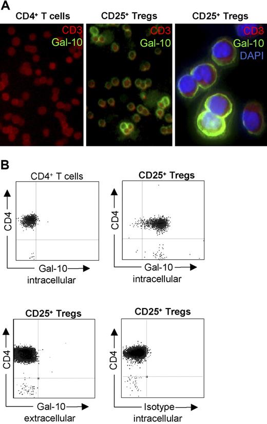 Figure 3. Galectin-10 is predominantly expressed in CD25+ Treg cells. (A) Cytospin preparations of freshly isolated T cells were incubated with the galectin-10–specific mAb B-F42 and detected with anti-mouse Oregon-Green. In addition, cells were stained with an anti-CD3 PE mAb (red fluorescence), and DAPI (blue fluorescence; right panel only). (B) Furthermore, freshly isolated T cells stained with galectin-10–specific mAb B-F42 Oregon-Green in combination with anti-CD4 PE were analyzed by flow cytometry. Representative results out of 6 independent experiments are shown.
