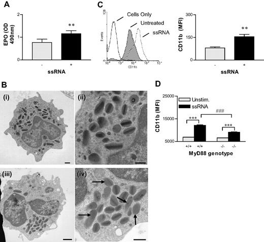 Figure 3. ssRNA-induced activation of eosinophils. (A) Isolated splenocytes from hypereosinophilic mice were activated with ssRNA for 10 minutes, and peroxidase activity was measured to determine EPO release. (B) FACS-purified eosinophils were stimulated with medium (Bi-Bii) or ssRNA (1 μg/mL) (Biii, Biv) for 10 minutes, then changes in ultrastructural morphology were examined by electron microscopy. Arrows demarcate secondary granules, with irregular or faded electron-dense cores documenting degranulation in a representative micrograph. Scale bar equals 1 μM (left panels) and 2 μM (right panels) see “Materials and methods, Electron microscopy” for detailed image acquisition information. (C) Isolated mixed splenocytes from hypereosinophilic mice were treated with ssRNA for 10 minutes, then stained for CD11b expression. A representative histogram gated on eosinophils is presented in the left panel. The MFI of CD11b expression is shown in the right panel. These data were collected on a FACSort. (D) Eosinophils were isolated from hypereosinophilic MyD88-sufficient or -deficient mice and treated with ssRNA (1 μg/mL) for 10 minutes, then stained for CD11b expression. These data were collected on a BD CANTO. Data represent the mean plus or minus SEM (n = 3-8 mice per experimental group). **P < .01; ***P < .001; ###P < .001.